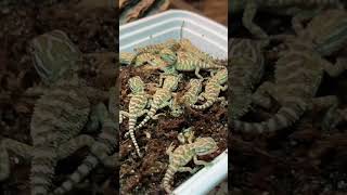 Another clutch of Rankins Dragons hatching [upl. by Ayres]