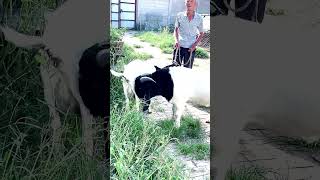 good enjoy short morning goats village life 188 [upl. by Oiram]