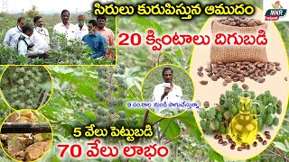 ఆముదం సాగు  Good Profits With Castor Farming  Castor Oil Plant Uses in Telugu  MNR Annadatha [upl. by Harwill]