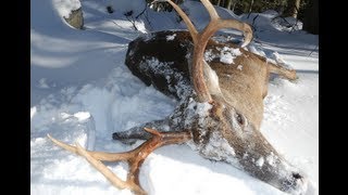 Big Woods Hunting MA Buck Snow Tracking [upl. by Croix]