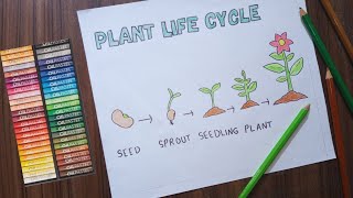 Plant Life Cycle Diagram  How To Draw Plant Life Cycle  Easy Drawing Science [upl. by Aleyam895]