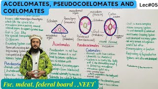 acoelomates pseudocoelomates and coelomates [upl. by Leoni]