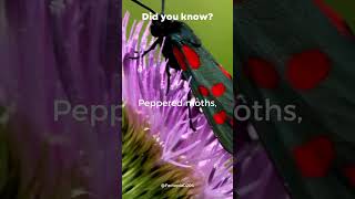 quotPeppered Moths Rapid Camouflage Evolutionquot [upl. by Yltsew]