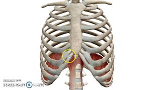 The Diaphragm 3D  Dr Ahmed Farid [upl. by Kassaraba]