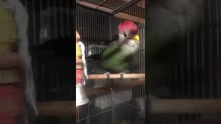 Red Crested Turaco at North Georgia Zoo [upl. by Leler487]