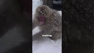 Monkeys That Make and Roll Snowballs animalfacts japanesemacaque [upl. by Ahsyen497]