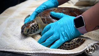 What is Fibropapillomatosis FP  Sea Turtle Inc [upl. by Remy]