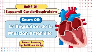 Physiologie Cardiaque  Régulation de la Pression Artérielle  2éme année Médecine [upl. by Nissie]