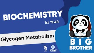 Glycogen Metabolism [upl. by Malamud433]