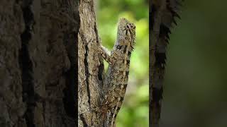 Garden lizard eating ants shortsvideo wildlife safari srilanka Asia animals naturevid [upl. by Yarled]