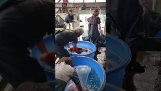 Marusei koi farm Jumbo koi harvest started in Japan  Authorised dealer of premium kois in india [upl. by Sedruol960]