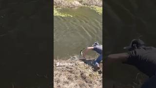 Catching fish bare handed fishing bare hand getoutside florida getlost [upl. by Solraced]