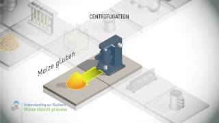 Maize starch process [upl. by Tiduj]