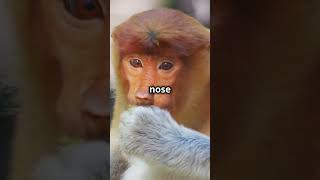 🐒Proboscis Monkey  The Long Nosed Monkey [upl. by Eirual]