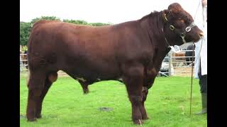 Australian Shorthorn Cattle  Everything You Need To Know [upl. by Coplin]