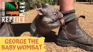 George the baby wombat [upl. by Leahciam272]