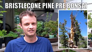 My New Bristlecone Pine PreBonsai [upl. by Sanborn]