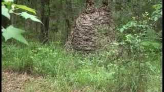 Florida Wasp nest is larger than man [upl. by Atidnan622]