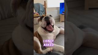 Angry English Bulldog 🤨 englishbulldog shorts springonshorts [upl. by Aihsenat886]