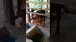 35 bulan simental bull gelambir [upl. by Gati]