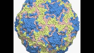 human rhinovirus B14 4RHV [upl. by Cami]