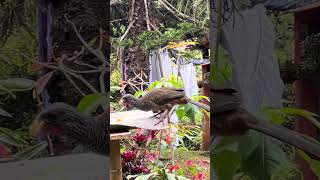 Ortalis ruficaudaguacharaca wildbirds nature wildlife animals birds Thanks4u👍subscribe🦜 [upl. by Lyrradal]