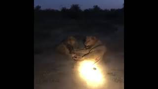 Limping Monwana Male Lion with Giraffe Male  Kruger  20 April 2024 [upl. by Haldan]