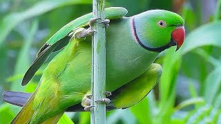 Parrot Sound Videos Compilation [upl. by Elletsirhc]