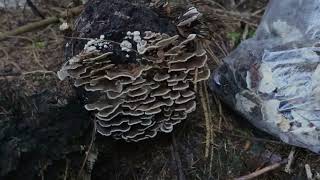 Medizinischer Pilz Turkytail Mushroom [upl. by Lefton]