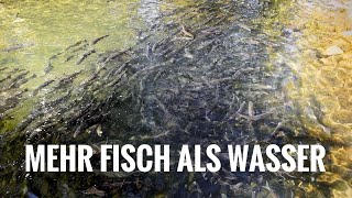 1000000 riesige Fische in diesem kleinen Fluss Anglerparadies [upl. by Akemehc]