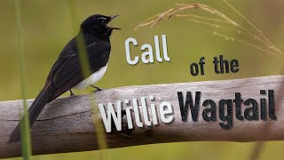 Willie Wagtail Call birds birdsounds [upl. by Notsnorb915]