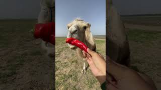 I thought I only ate one camel camel milk camel on the green field [upl. by Dyan]