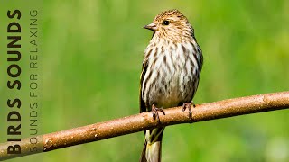 Birds Singing  11 Hour Bird Sounds Relaxation Soothing Nature Sounds Birds Chirping [upl. by Ylesara860]