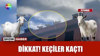 Keçiler firar edip çatıya çıktı [upl. by Kyred]