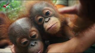 Thank You from 4 Baby Orangutans [upl. by Nehgaem]