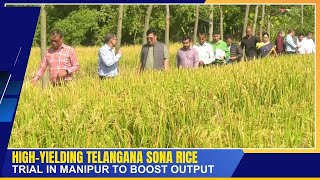 HIGHYIELDING TELANGANA SONA RICE TRIAL IN MANIPUR TO BOOST OUTPUT  06 NOV 2024 [upl. by Daisey246]