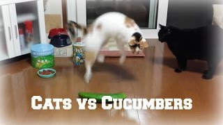 Cats and Cucumbers Compilation [upl. by Ratna]