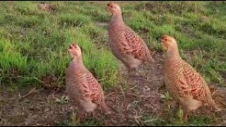 Dakhni Teetar Female Voice  Female Gray Francolin Sound [upl. by Nnylyt]