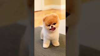 dhinka chika song funny trending dhinkachika doglover [upl. by Sigfrid291]