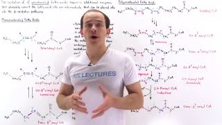 Oxidation of Unsaturated Fatty Acids [upl. by Eirehc362]