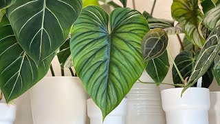 Aroid Timelapse  Ep47 Philodendron Plowmanii Unfurled New Leaf  15 Days [upl. by Anaitsirc830]