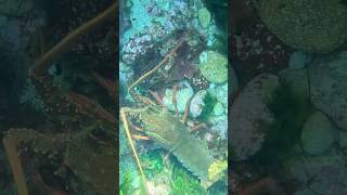 Packhorse cray in the open 🪓 freediving aotearoa crayfish [upl. by Atinas924]