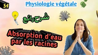 Physiologie végétale en Arabe Absorption de leau par les racines en Arabe SVI S4 [upl. by Idoj]