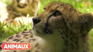 Comment les parcs animaliers et le Parc des Félins trouventils leurs animaux   Animaux [upl. by Attenreb585]