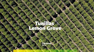 Citromax Tunillas Lemon Grove New Plantation [upl. by Mascia163]