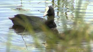 SOTHÖNA Eurasian Coot Fulica atra Klipp  1270 [upl. by Meredith571]