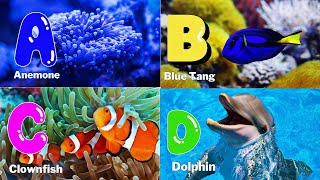 ABC Sea Animals song  Alphabets Kids song  Learn Alphabets English and Animals for Kids abcd [upl. by Duff39]