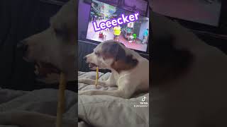 Lecker spongebob music dog funny humor doglover [upl. by Anilemrac]