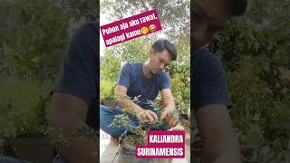 KALIANDRA SURINAMENSIS HASIL CANGKOKAN bonsai kaliandra surinamensis [upl. by Jervis]