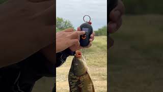 Carpa cyprinus es raro ver de estos ejemplares por acá en Nuevo León [upl. by Estes138]